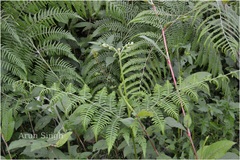 Pteridium revolutum